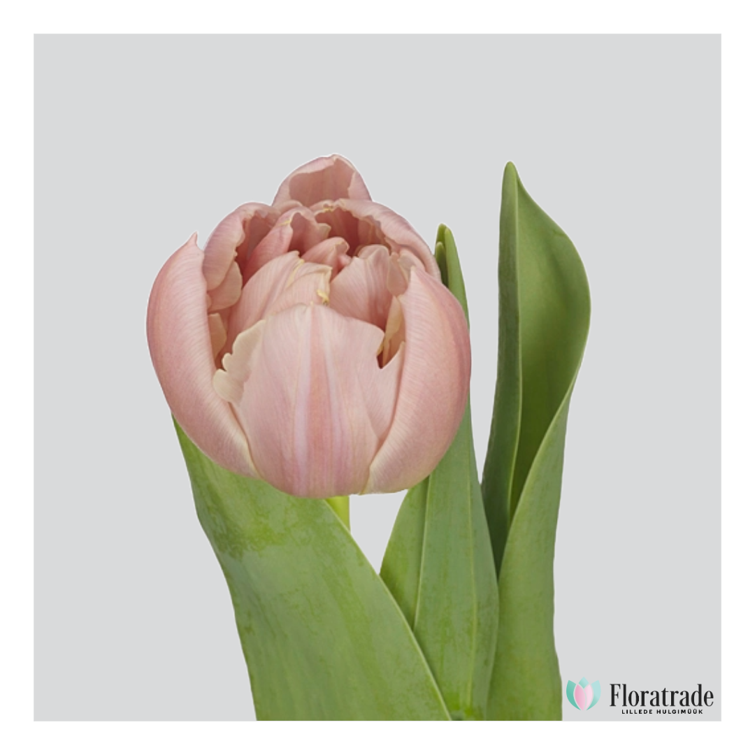 Tulipa do dutch crown.png (651 KB)